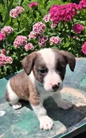 Snickers , a male Jack Russell Terrier and Miniature Dachshund for sale in Ashland, OH – 2 of 7