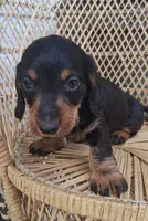 Gizmo, a male Miniature Dachshund for sale in Ashland, OH – 3 of 8