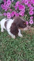 Candy, a male Miniature Dachshund for sale in Ashland, OH – 3 of 8