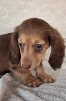 Mocha , a female Miniature Dachshund for sale in Ashland, OH – 3 of 7