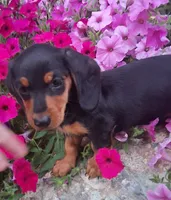 Oscar , a male Miniature Dachshund for sale in Ashland, OH – 2 of 8