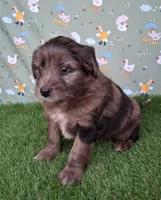 Mocha , a female Poodle - Miniature  and Miniature Australian Shepherd for sale in Ashland, OH – 4 of 8