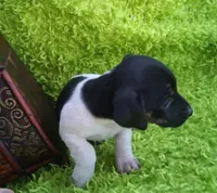 Darla, a female Jack Russell Terrier and Miniature Dachshund for sale in Ashland, OH – 4 of 9