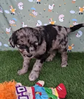 Dasher, a male Poodle - Miniature  and Miniature Australian Shepherd for sale in Ashland, OH – 3 of 8