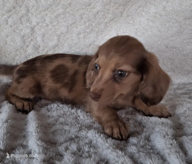 Bubbles – Miniature Dachshund puppy for sale in Ashland, OH