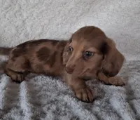 Bubbles, a female Miniature Dachshund for sale in Ashland, OH – 1 of 8