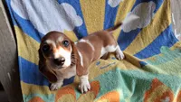 Cooper, a male Miniature Dachshund for sale in Ashland, OH – 4 of 7