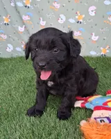 Bear, a male Poodle - Miniature  and Miniature Australian Shepherd for sale in Ashland, OH – 3 of 8