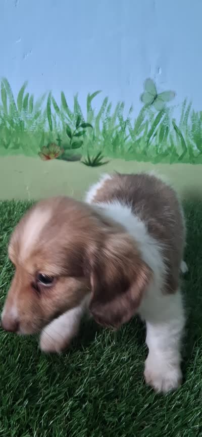 Arlo, a male Miniature Dachshund for sale in Ashland, OH – 9 of 9