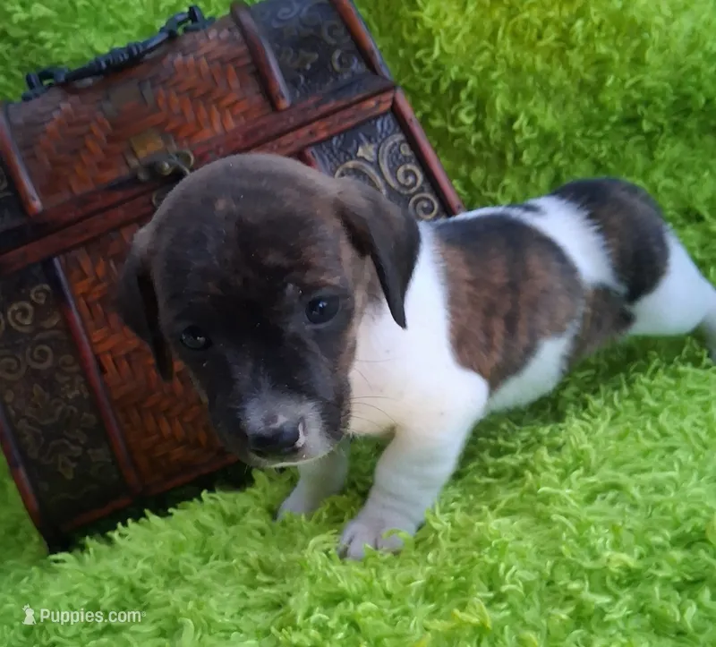 Tigger – Jack Russell Terrier, Miniature Dachshund puppy for sale in Ashland, OH