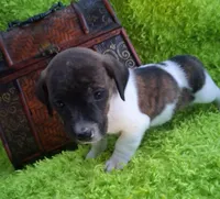 Tigger, a male Jack Russell Terrier and Miniature Dachshund for sale in Ashland, OH – 1 of 7