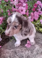 Alfredo Noodle, a male Miniature Dachshund for sale in Ashland, OH – 5 of 7