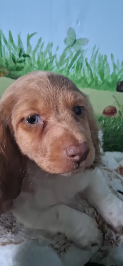 Ollie, a male Miniature Dachshund for sale in Ashland, OH – 8 of 8