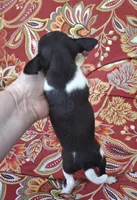 Cricket, a female Chihuahua and Toy Fox Terrier for sale in Ashland, OH – 5 of 6
