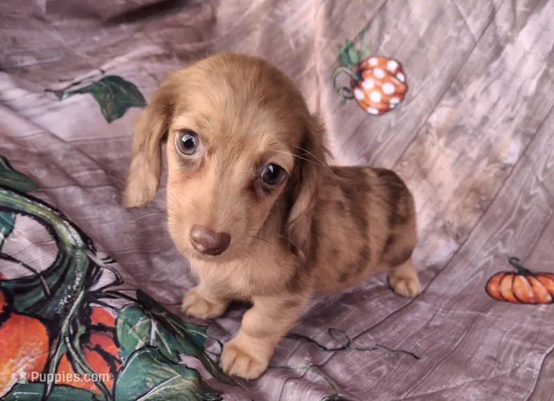 Bubbles – Miniature Dachshund puppy for sale in Ashland, OH