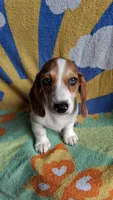 Winston , a male Miniature Dachshund for sale in Ashland, OH – 4 of 7