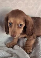 Mocha , a female Miniature Dachshund for sale in Ashland, OH – 2 of 7