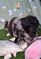 Bubbles, a female Poodle - Miniature  and Miniature Australian Shepherd for sale in Ashland, OH – 2 of 8