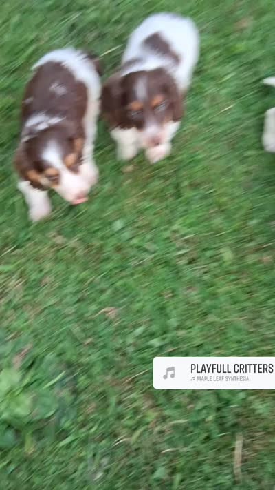 Rolo, a male Miniature Dachshund for sale in Ashland, OH – 8 of 8