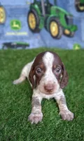 Milo, a male Miniature Dachshund for sale in Ashland, OH – 6 of 9