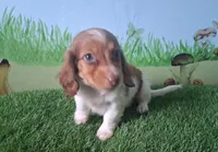 Milo, a male Miniature Dachshund for sale in Ashland, OH – 2 of 9