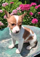 Pickles, a male Jack Russell Terrier and Miniature Dachshund for sale in Ashland, OH – 2 of 8