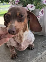 Banana, a male Miniature Dachshund for sale in Ashland, OH – 5 of 6
