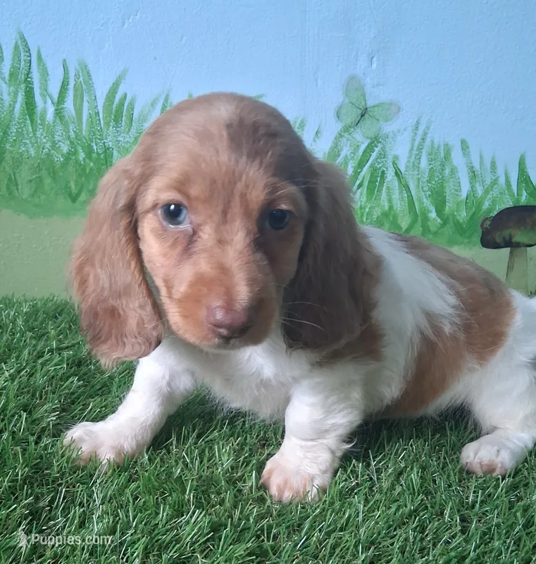Ollie – Miniature Dachshund puppy for sale in Ashland, OH