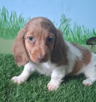 Ollie, a male Miniature Dachshund for sale in Ashland, OH – 1 of 8