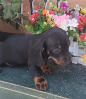 Rose, a female Miniature Dachshund for sale in Ashland, OH – 3 of 7