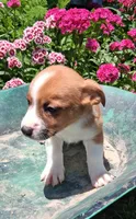 Peanut, a male Jack Russell Terrier and Miniature Dachshund for sale in Ashland, OH – 4 of 7