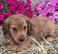 Pancake, a male Miniature Dachshund for sale in Ashland, OH – 3 of 5