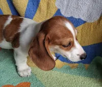 Winston , a male Miniature Dachshund for sale in Ashland, OH – 3 of 7