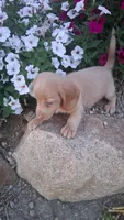 Chester, a male Miniature Dachshund for sale in Ashland, OH – 2 of 6