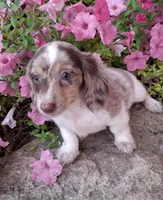 Alfredo Noodle, a male Miniature Dachshund for sale in Ashland, OH – 4 of 7