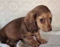 Mocha , a female Miniature Dachshund for sale in Ashland, OH – 5 of 7