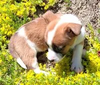 Buttercup, a female Jack Russell Terrier and Miniature Dachshund for sale in Ashland, OH – 3 of 6