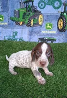 Milo, a male Miniature Dachshund for sale in Ashland, OH – 3 of 9
