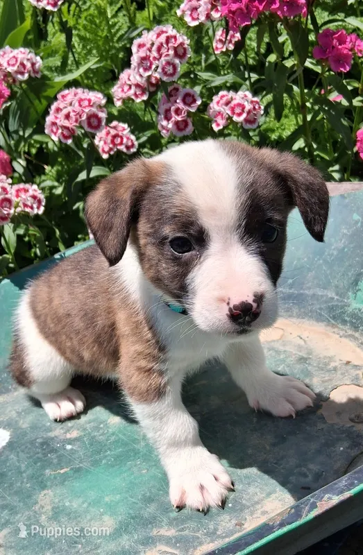 Snickers  – Jack Russell Terrier, Miniature Dachshund puppy for sale in Ashland, OH
