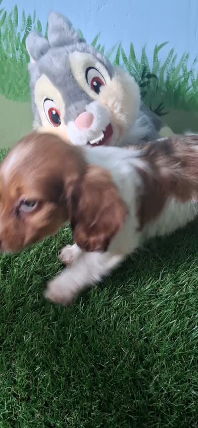 Milo, a male Miniature Dachshund for sale in Ashland, OH – 9 of 9