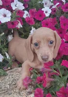 Lavander Rose, a female Miniature Dachshund for sale in Ashland, OH – 5 of 7