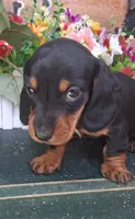 Yogi, a male Miniature Dachshund for sale in Ashland, OH – 2 of 7
