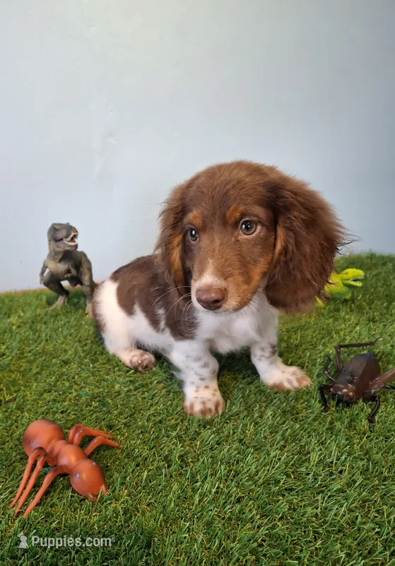 Rolo – Miniature Dachshund puppy for sale in Ashland, OH