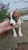 Daisy, a female Jack Russell Terrier and Cardigan Welsh Corgi for sale in Ashland, OH – 3 of 6