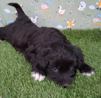 Velvet , a female Poodle - Miniature  and Miniature Australian Shepherd for sale in Ashland, OH – 3 of 8