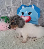 Bella  AKC, a female Miniature Dachshund for sale in Ashland, OH – Photo 3 of 8