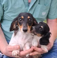 Bella  AKC, a female Miniature Dachshund for sale in Ashland, OH – Photo 7 of 8