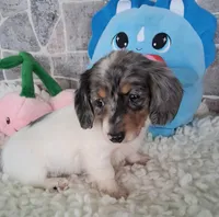 Bella  AKC, a female Miniature Dachshund for sale in Ashland, OH – Photo 2 of 8