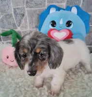 Bella  AKC, a female Miniature Dachshund for sale in Ashland, OH – Photo 4 of 8