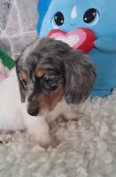 Bella  AKC, a female Miniature Dachshund for sale in Ashland, OH – Photo 6 of 8